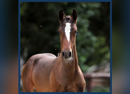 KWPN, Stallion, Foal (01/2024), Brown