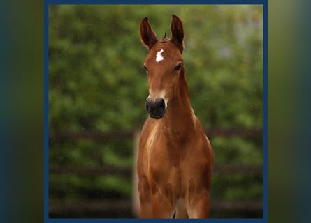 KWPN, Stallion, Foal (01/2024), Brown