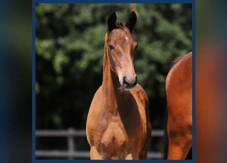 KWPN, Stallion, Foal (01/2024), Brown