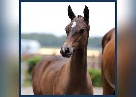 KWPN, Stallion, Foal (05/2024), Brown