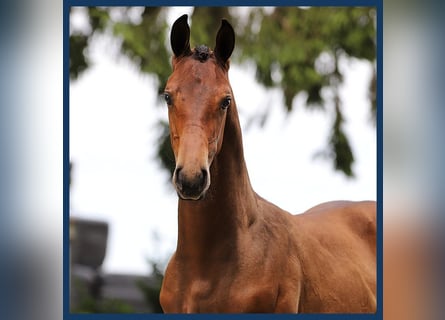 KWPN, Stallion, Foal (01/2024), Brown