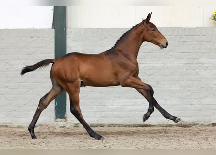KWPN, Stallion, Foal (05/2026), Brown