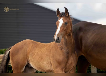 KWPN, Stallion, Foal (04/2023), Brown