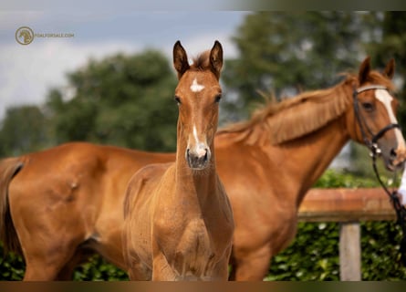 KWPN, Stallion, Foal (05/2023), Brown