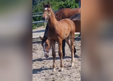 KWPN, Stallion, Foal (04/2025), Brown