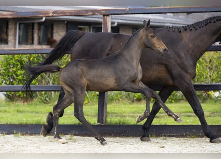 KWPN, Stallion, Foal (04/2025), Brown
