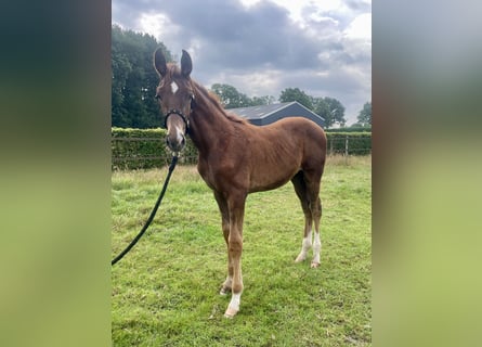 KWPN, Stallion, Foal (04/2025), Chestnut