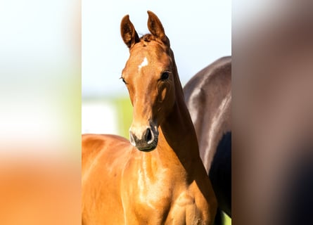 KWPN, Stallion, Foal (04/2024), Chestnut