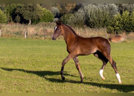 KWPN, Stallion, Foal (05/2025), Chestnut
