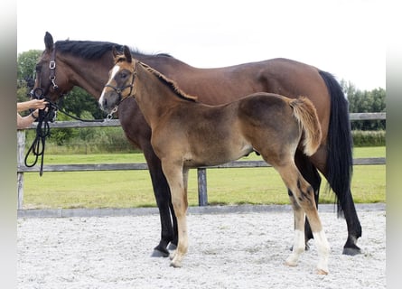KWPN, Stallion, Foal (05/2025), Chestnut
