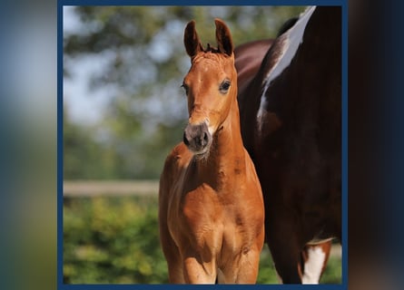 KWPN, Stallion, Foal (01/2024), Chestnut