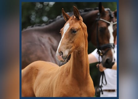 KWPN, Stallion, Foal (01/2024), Chestnut-Red
