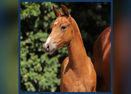 KWPN, Stallion, Foal (06/2024), Chestnut-Red