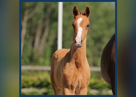 KWPN, Stallion, Foal (05/2024), Chestnut-Red