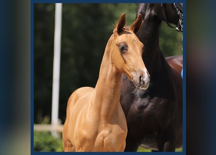 KWPN, Stallion, Foal (05/2024), Chestnut-Red