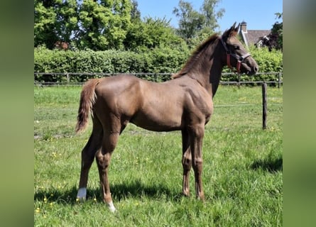 KWPN, Stallion, , Chestnut-Red