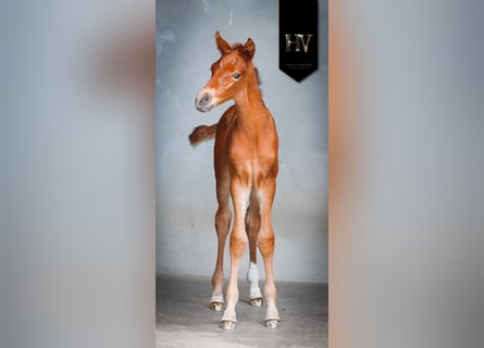 KWPN, Stallion, , Chestnut-Red