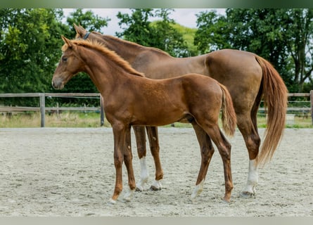 KWPN, Stallion, Foal (05/2025), Chestnut-Red
