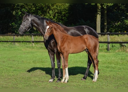 KWPN, Stallion, Foal (05/2024), Chestnut-Red