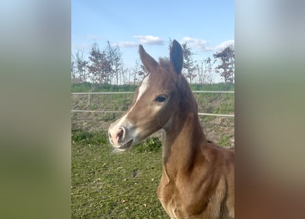 KWPN, Stallion, , Chestnut-Red