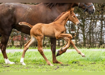 KWPN, Stallion, Foal (04/2024), Chestnut-Red