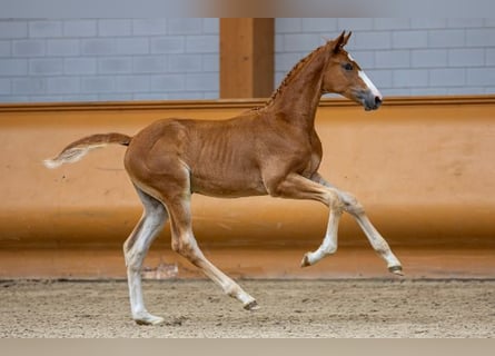 KWPN, Stallion, Foal (05/2023), Chestnut
