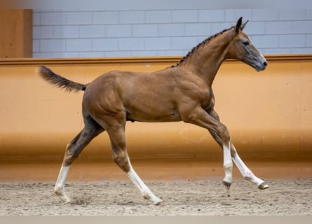 KWPN, Stallion, Foal (05/2023), Chestnut