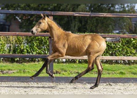 KWPN, Stallion, Foal (04/2025), Dun