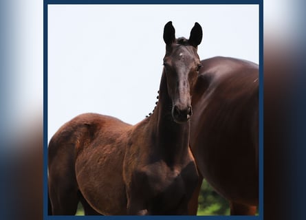 KWPN, Stallion, Foal (05/2024), Gray