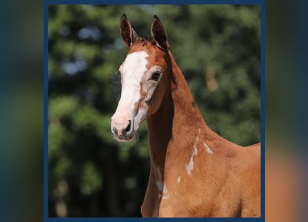 KWPN, Stallion, Foal (01/2024), Gray