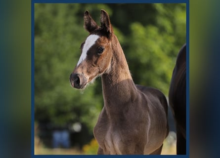 KWPN, Stallion, Foal (06/2024), Gray