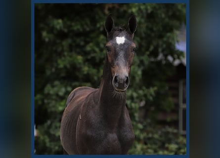 KWPN, Stallion, Foal (04/2024), Gray