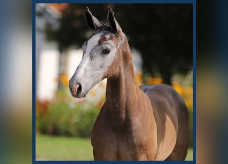 KWPN, Stallion, Foal (01/2024), Gray