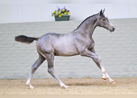 KWPN, Stallion, Foal (05/2026), Grey