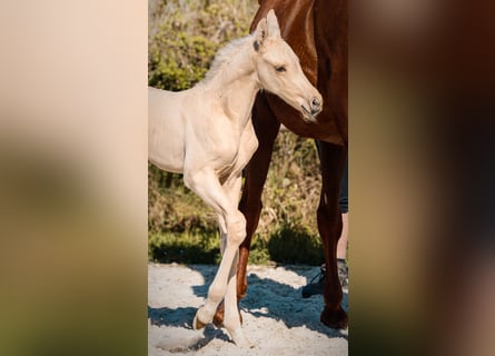 KWPN, Stallion, Foal (01/2026), Palomino