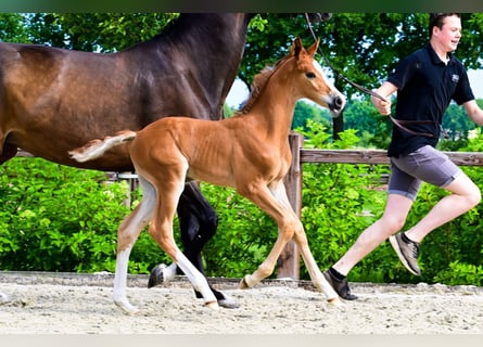 KWPN, Stallion, 