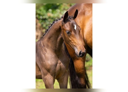 KWPN, Stallion, Foal (04/2025)