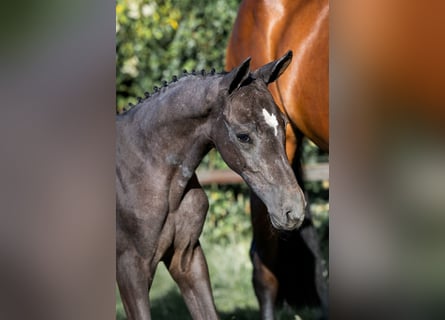 KWPN, Stallion, 