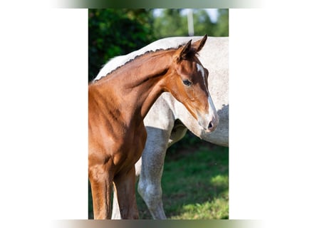 KWPN, Stallion, Foal (06/2025)