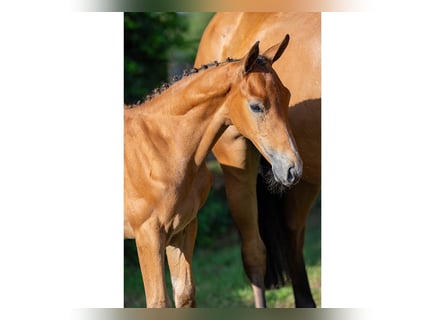 KWPN, Stallion, Foal (06/2025)