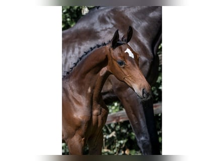 KWPN, Stallion, 