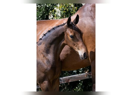 KWPN, Stallion, 