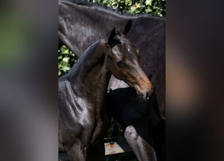 KWPN, Stallion, 