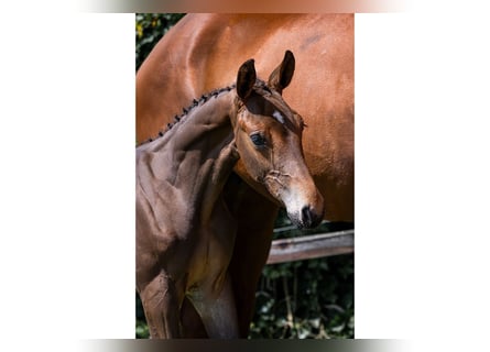 KWPN, Stallion, 