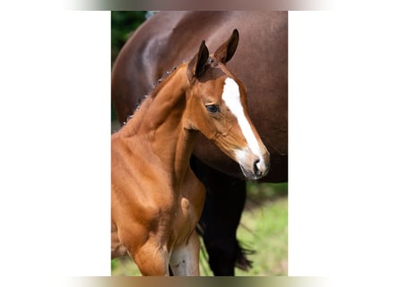 KWPN, Stallion, Foal (06/2025)