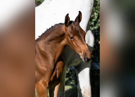 KWPN, Stallion, 