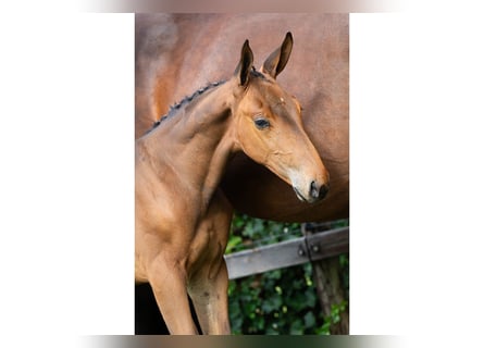 KWPN, Stallion, Foal (07/2025)