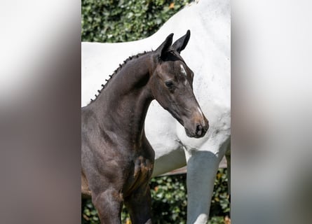 KWPN, Stallion, 