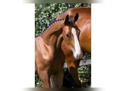 KWPN, Stallion, 