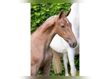 KWPN, Stallion, Foal (05/2025)